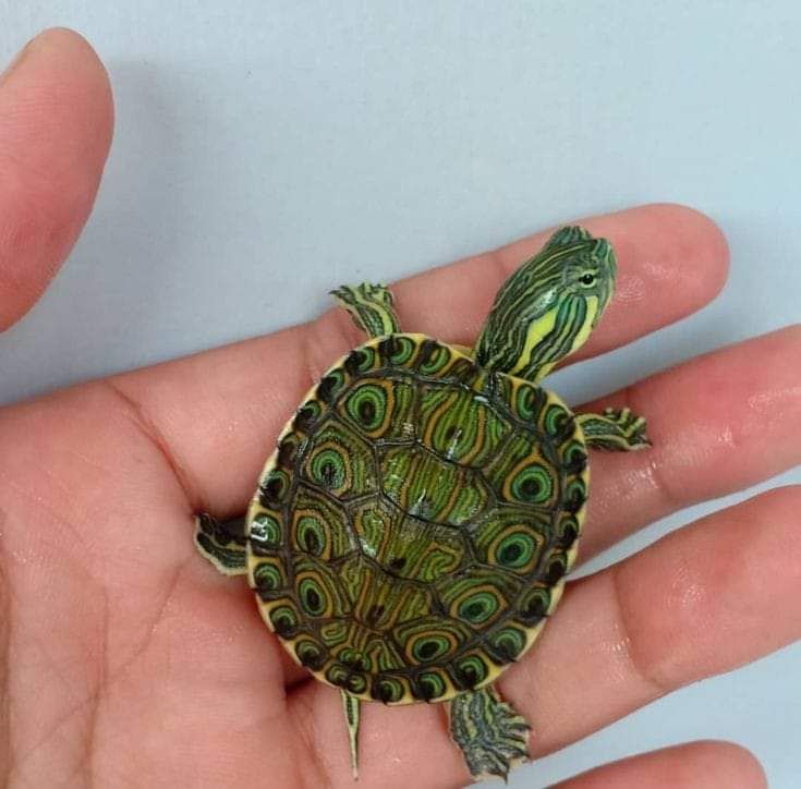 Tartaruguinha tigre-d’água na palma da mão